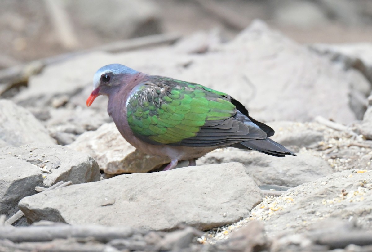 Asian Emerald Dove - ML647349397