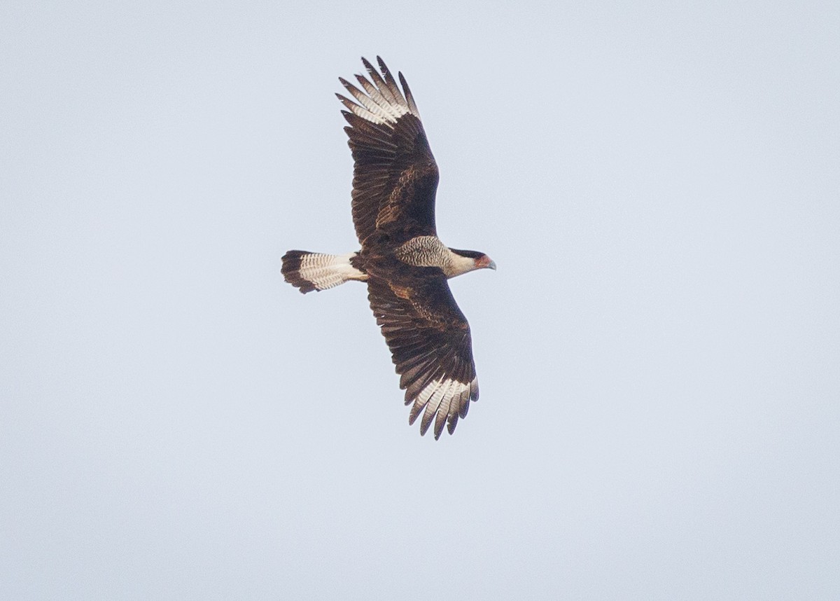 Crested Caracara - ML647349398