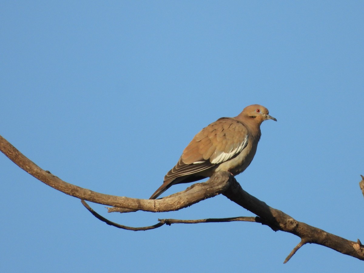 White-winged Dove - ML647349401