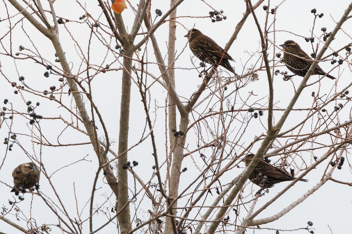 Red-winged Blackbird - ML647349403