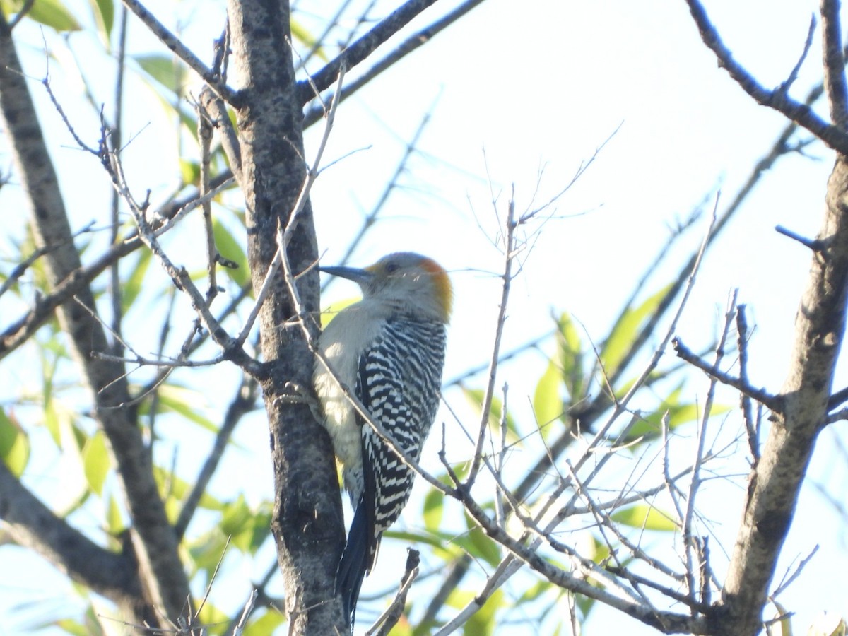 Golden-fronted Woodpecker - ML647349415