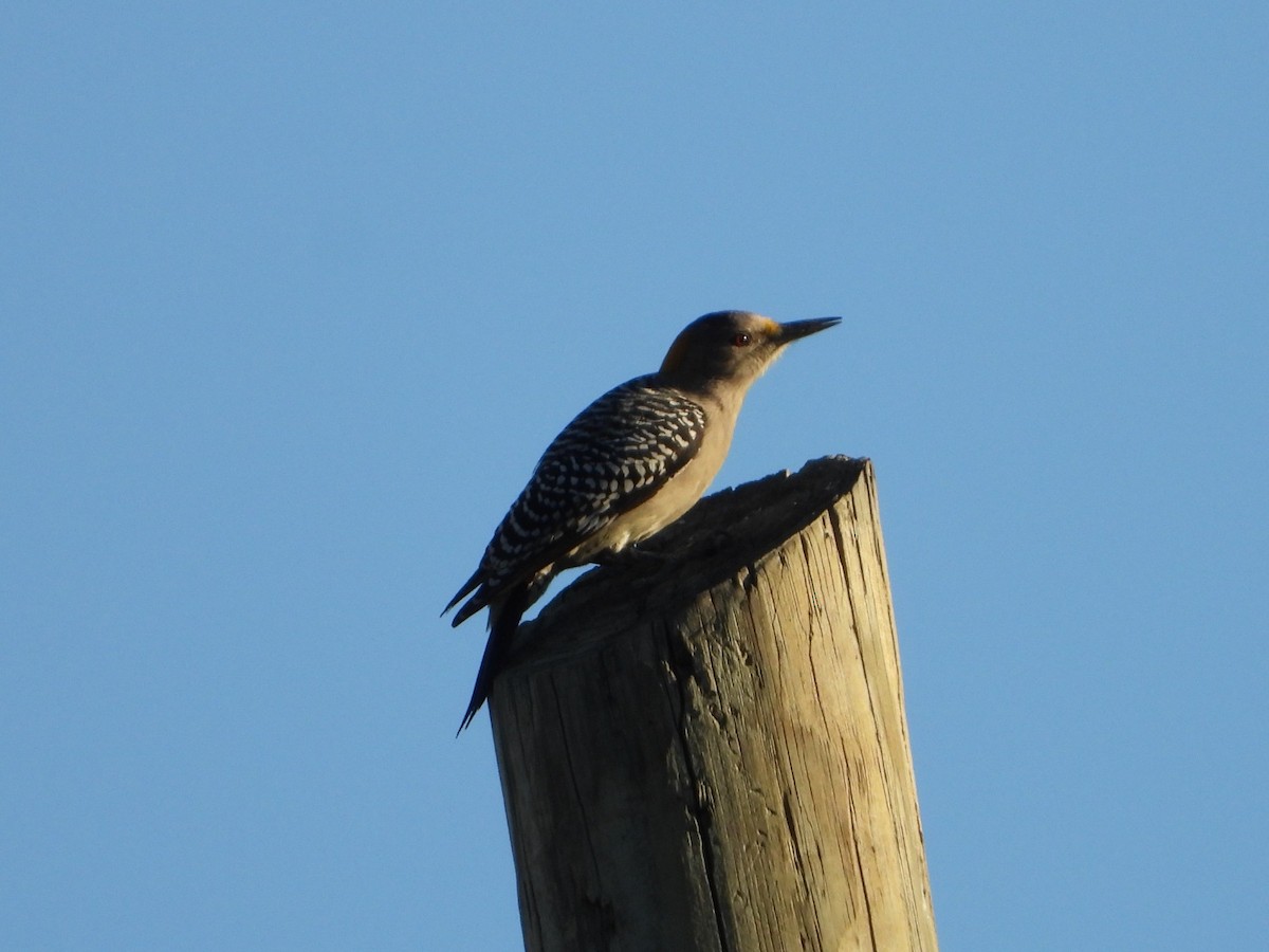 Golden-fronted Woodpecker - ML647349416