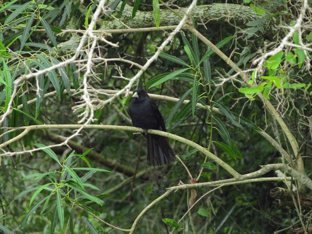 Solitary Black Cacique - ML647349424