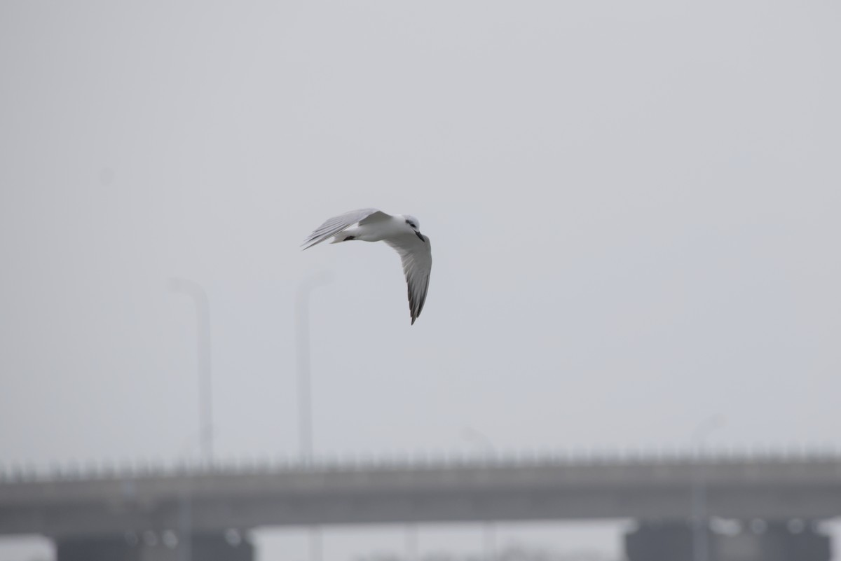 クロハラアジサシ - ML647349437