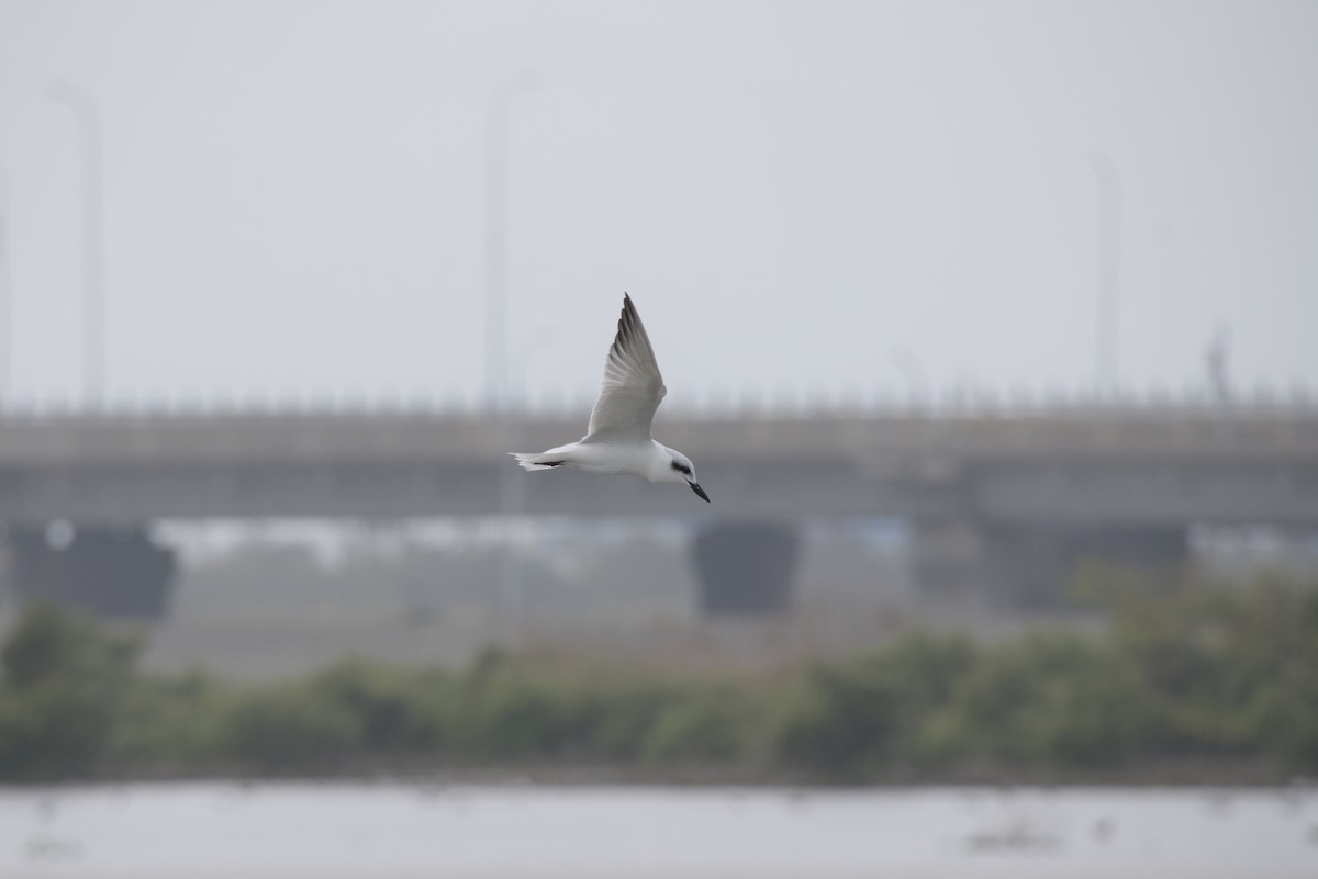 クロハラアジサシ - ML647349438