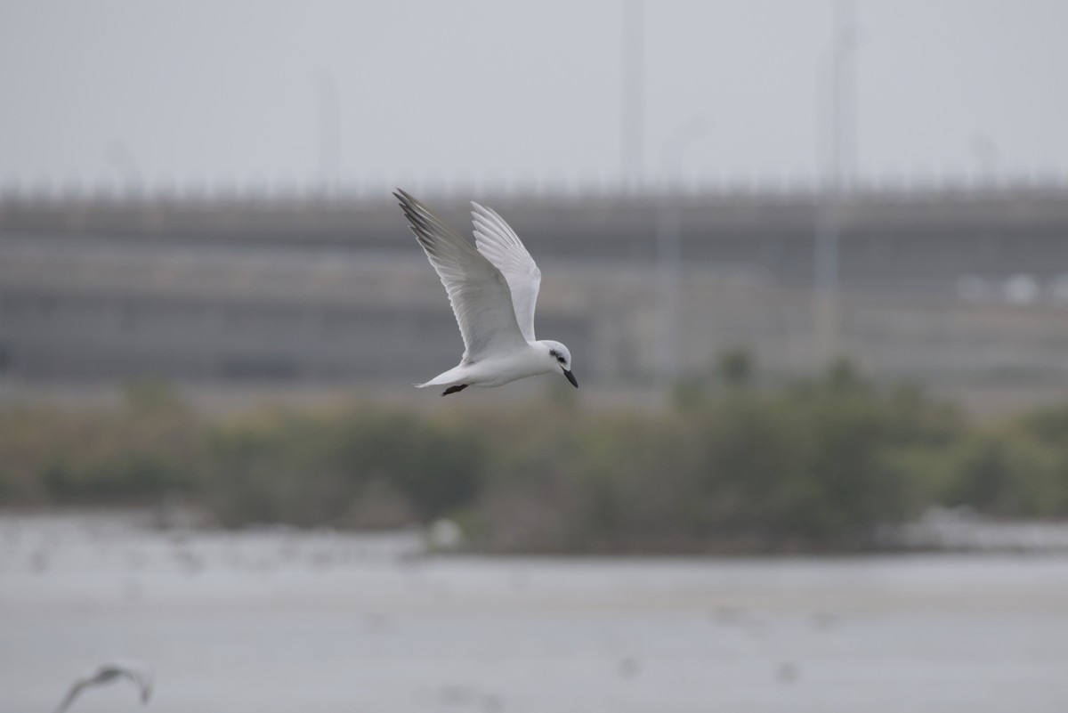 クロハラアジサシ - ML647349439