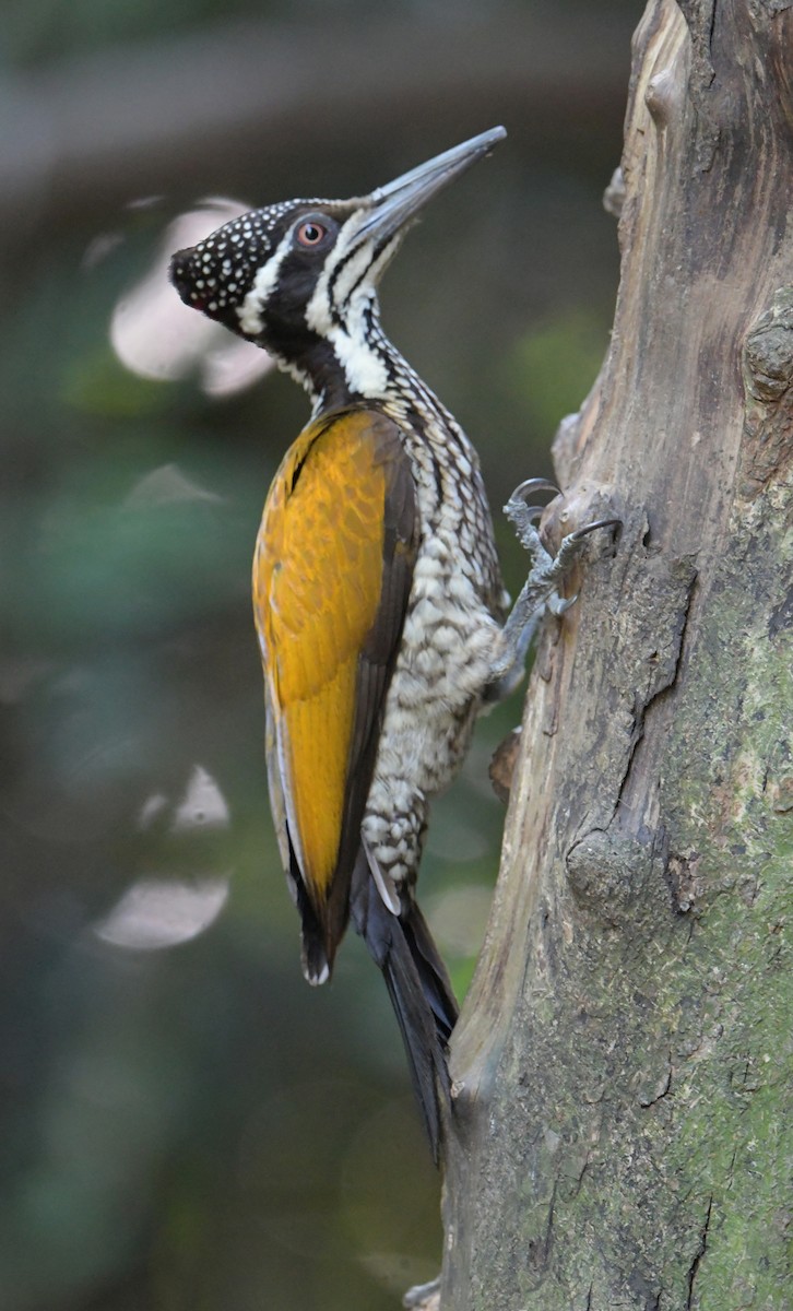 オオコガネゲラ - ML647349443