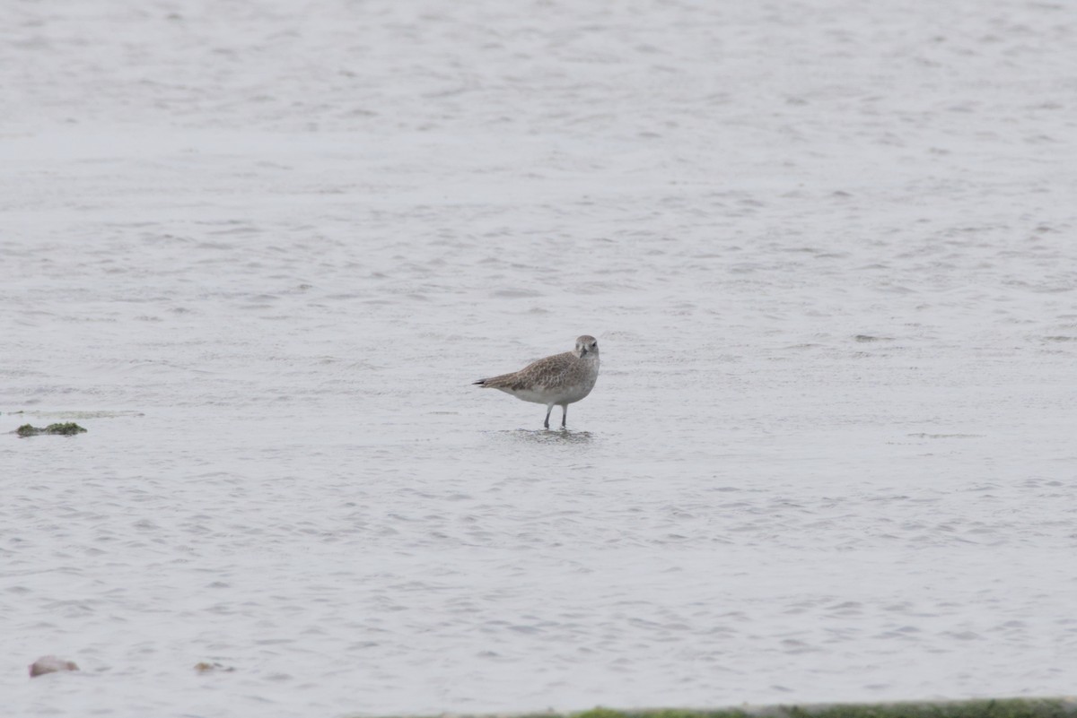 ダイゼン - ML647349445