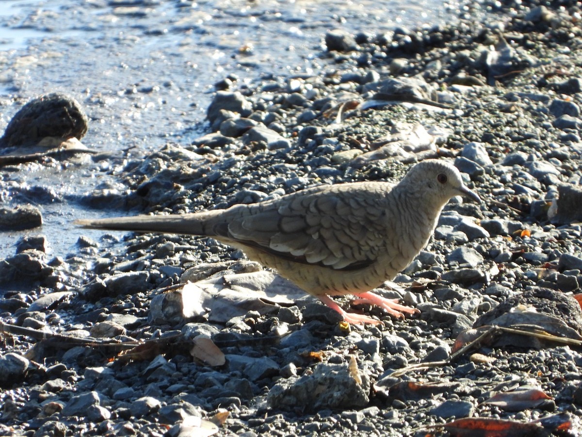 インカバト - ML647349446