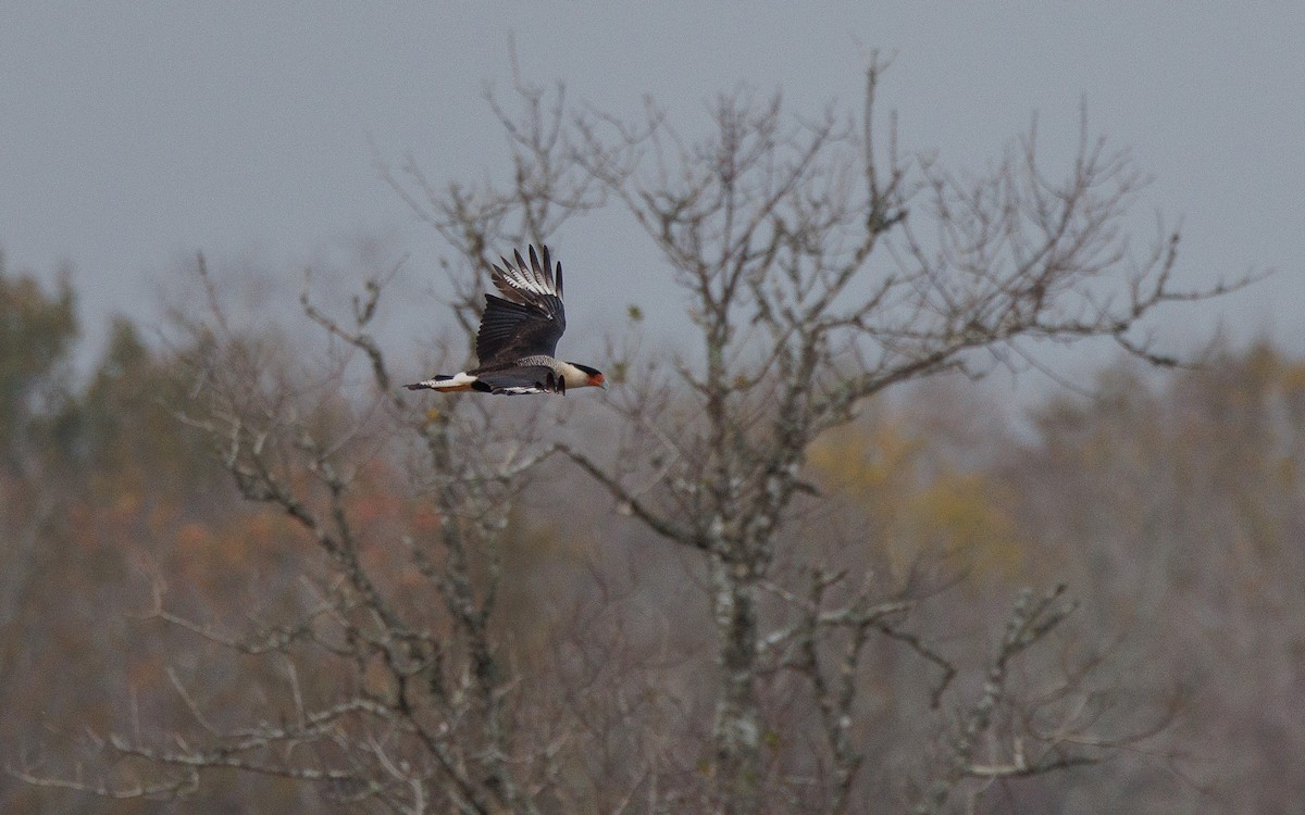 ミナミカラカラ - ML647349447