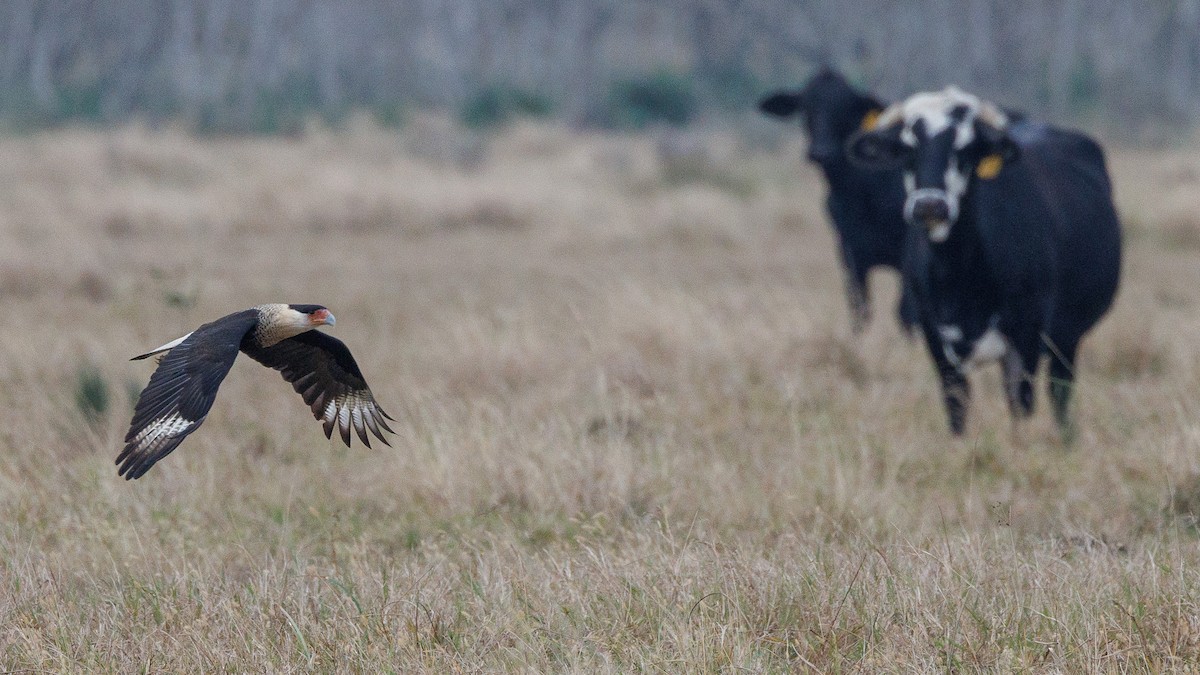 ミナミカラカラ - ML647349448