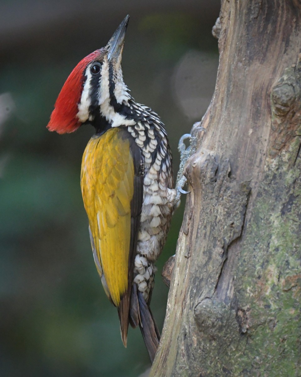 ズアカミユビゲラ - ML647349449