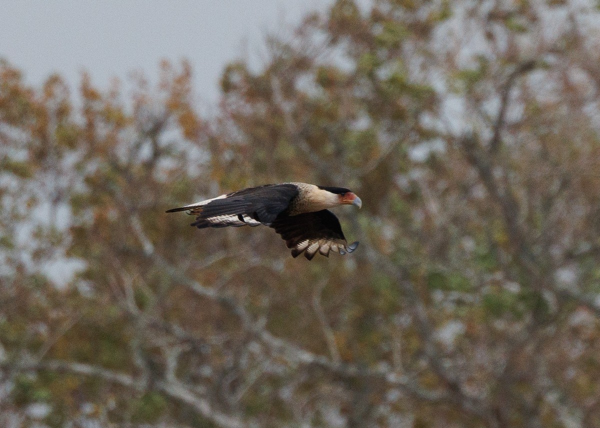 ミナミカラカラ - ML647349450