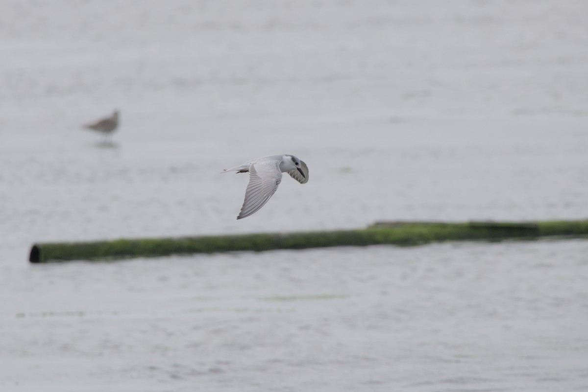 クロハラアジサシ - ML647349451