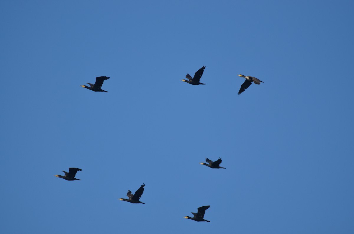 インドヒメウ - ML647349453