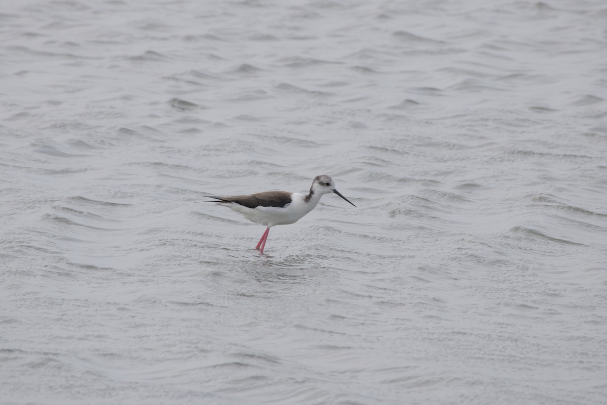 セイタカシギ - ML647349455