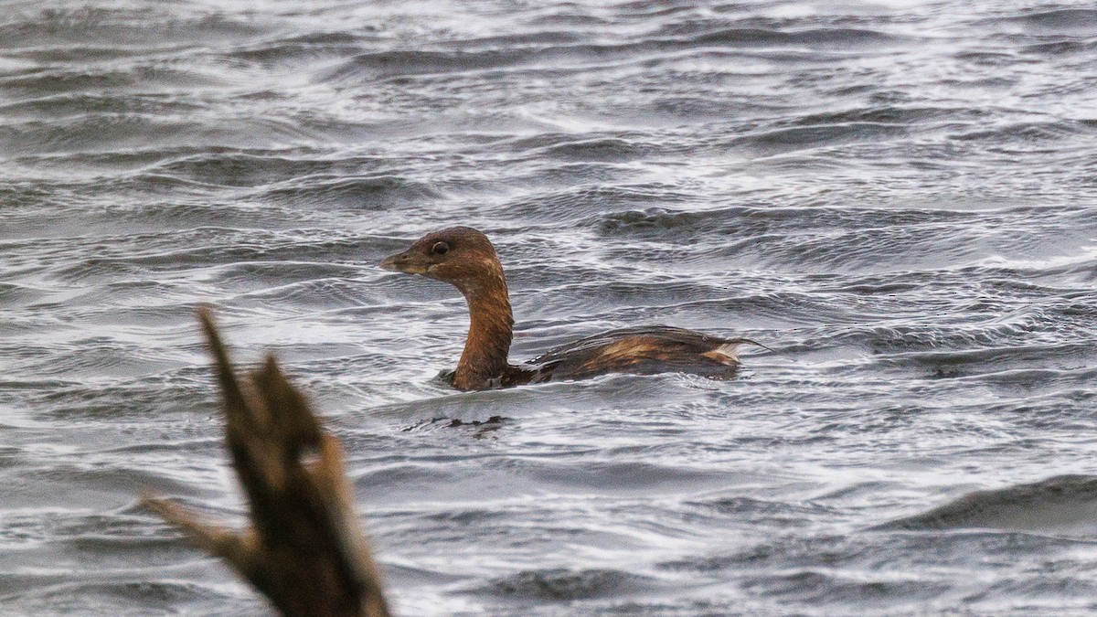 オビハシカイツブリ - ML647349456