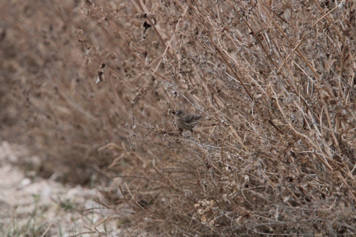 メキシコマシコ - ML647349460