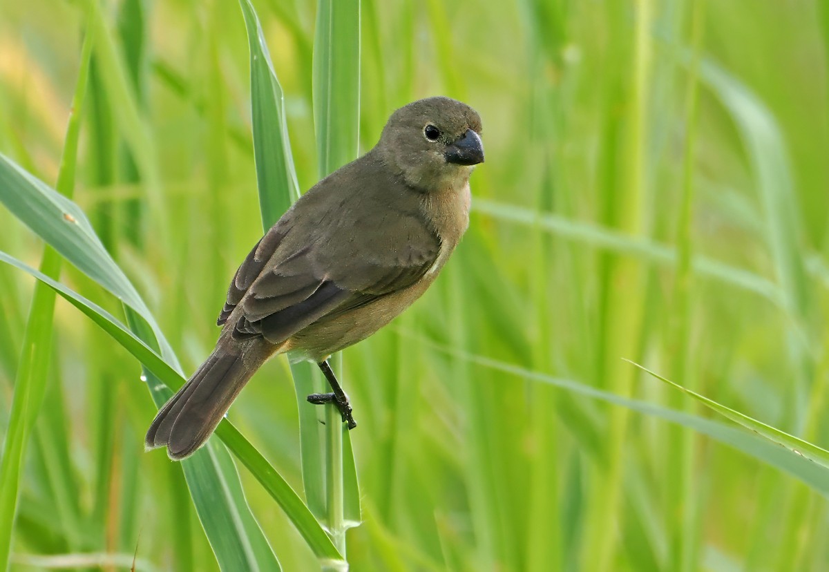 Wing-barred Seedeater (Wing-barred) - ML647349461