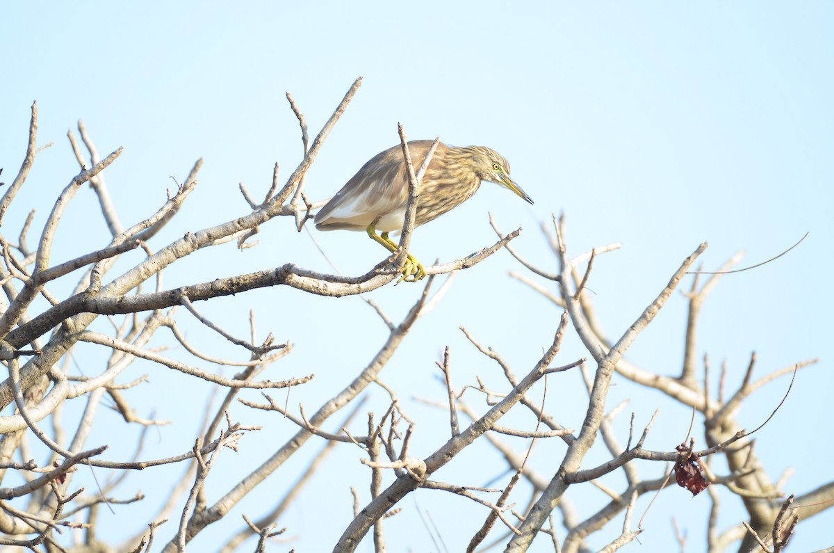 インドアカガシラサギ - ML647349463