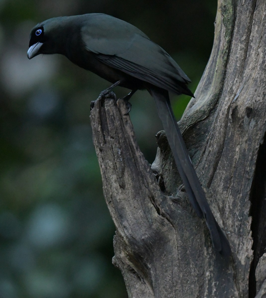 クロラケットオナガ - ML647349464