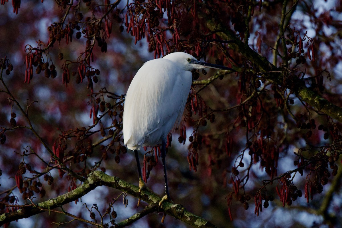 コサギ - ML647349465