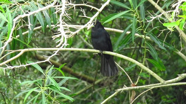 アオクロツリスドリ - ML647349466