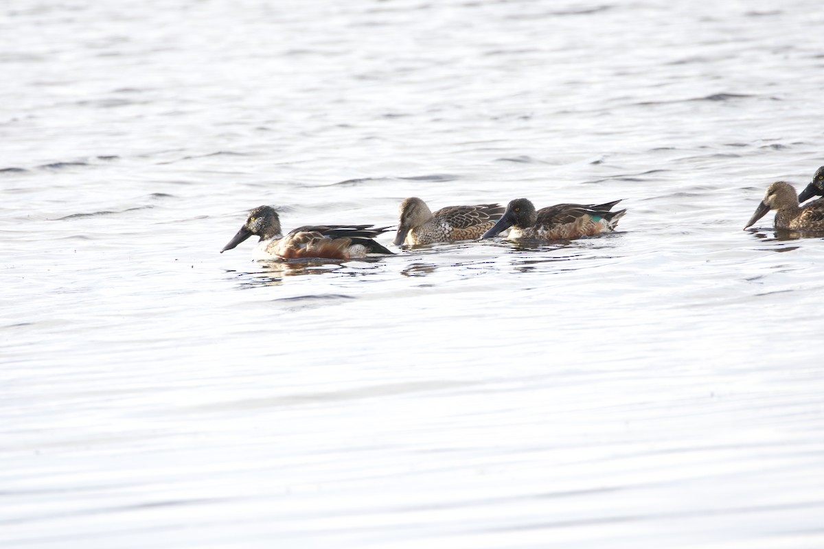 ハシビロガモ - ML647349467