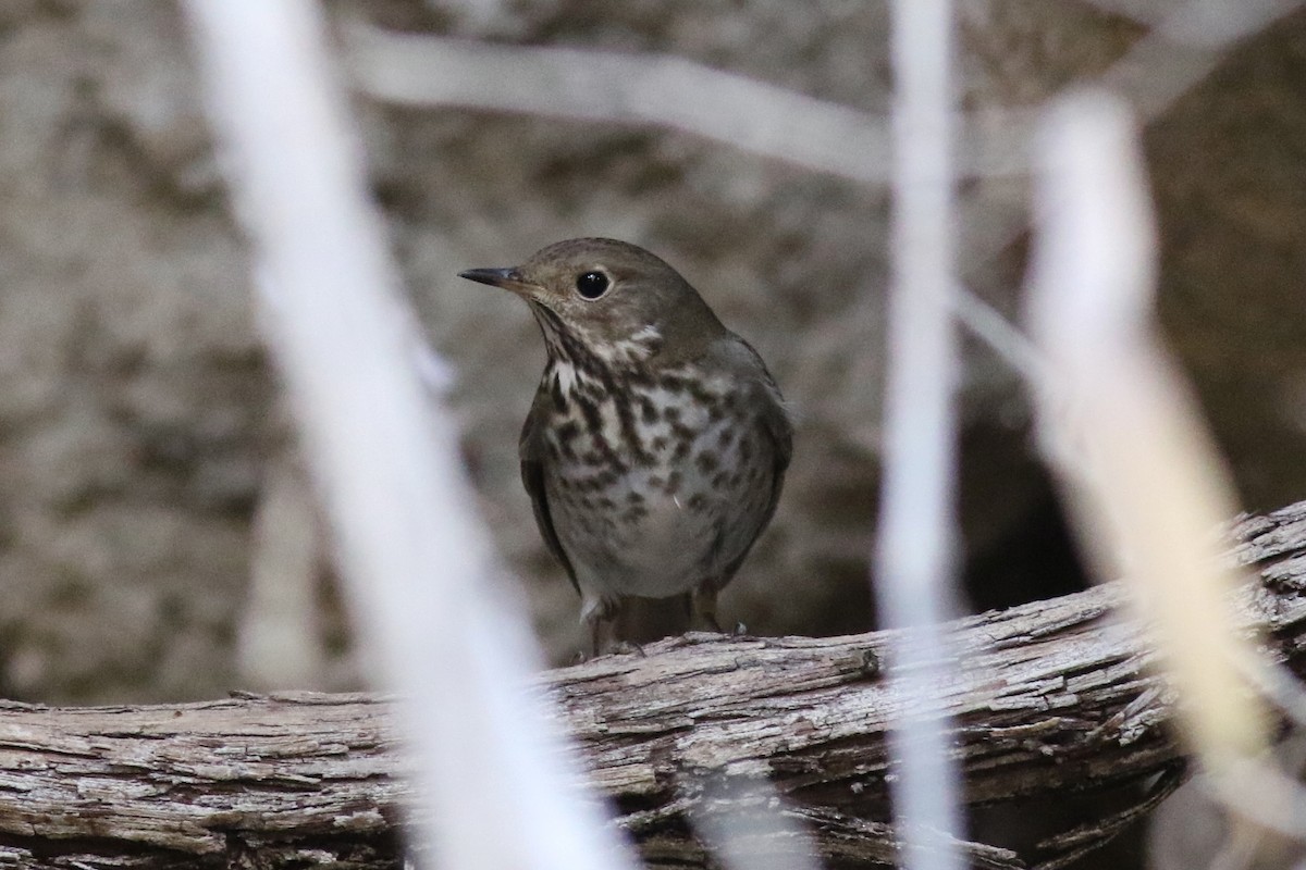 Einsiedler-Musendrossel - ML647349468