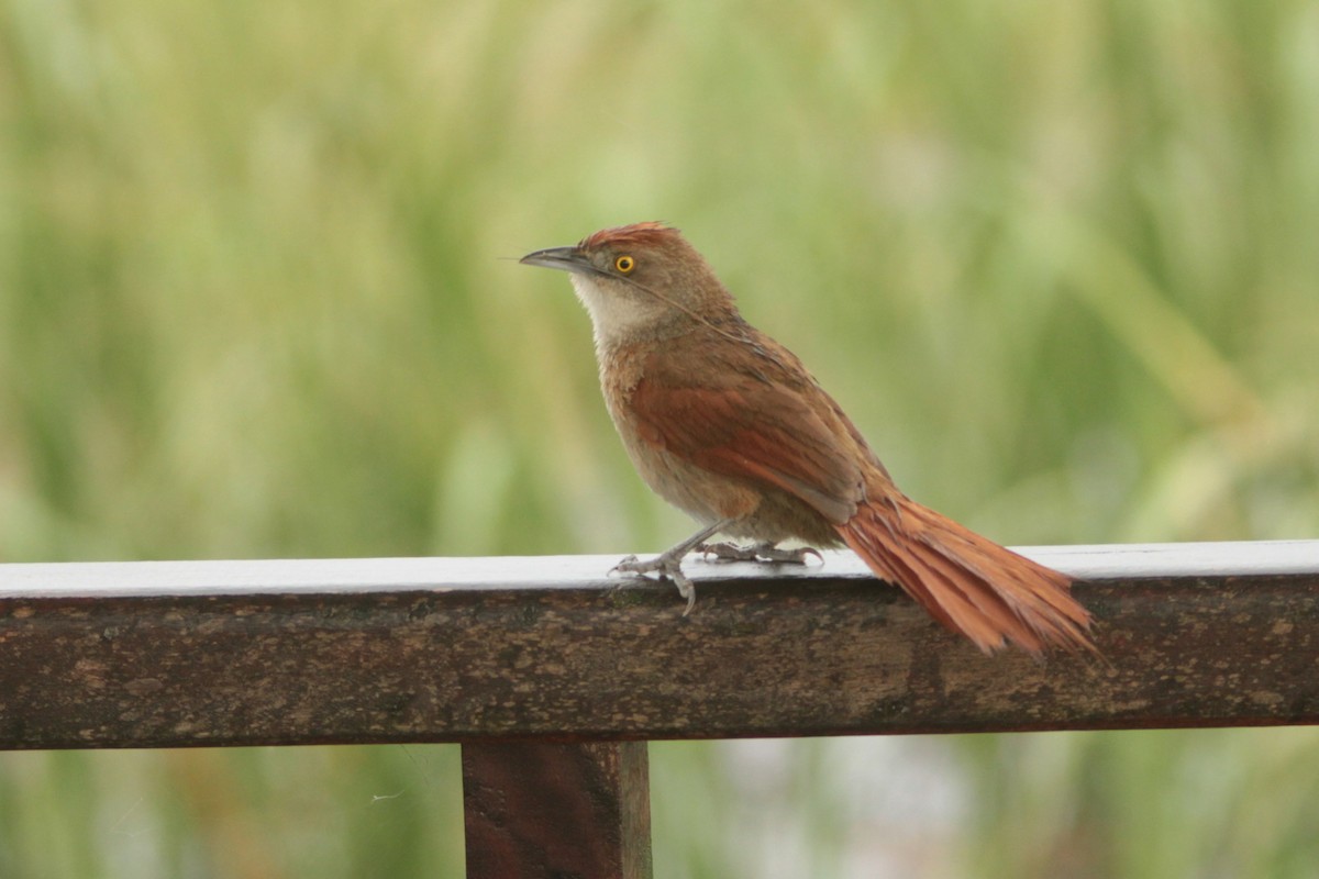 オオアレチカマドドリ - ML647349469