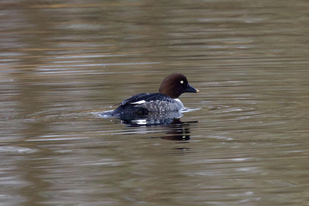 ホオジロガモ - ML647349470