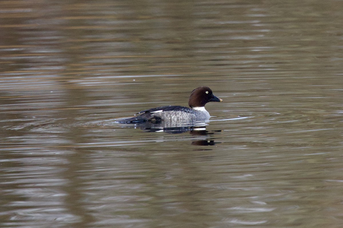 ホオジロガモ - ML647349471