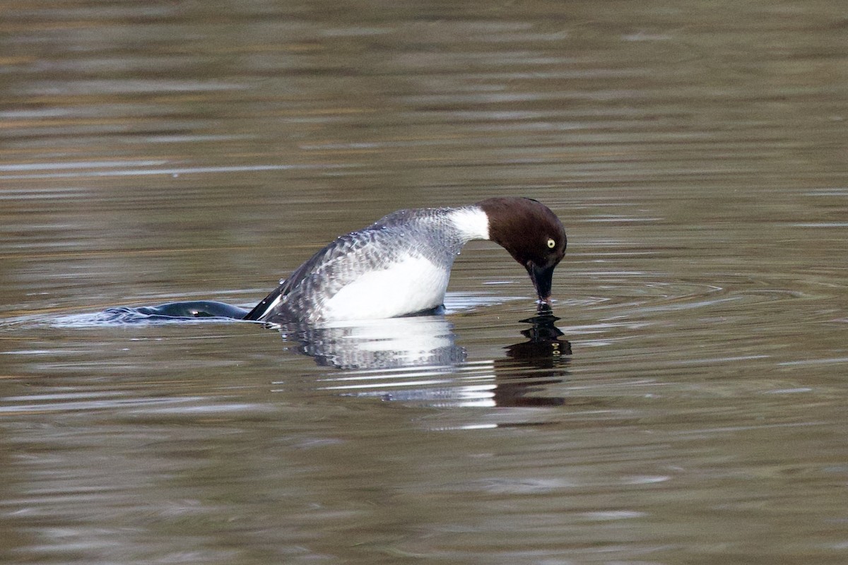 ホオジロガモ - ML647349472