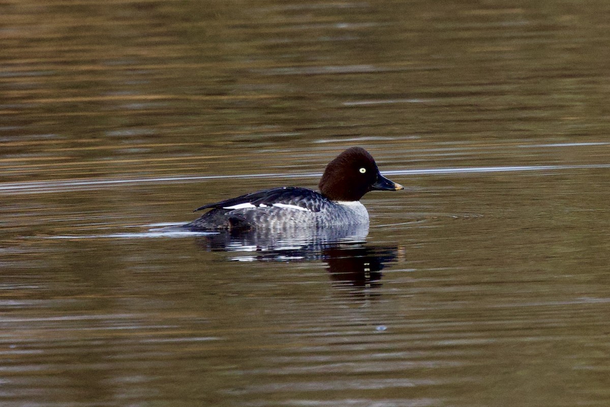 ホオジロガモ - ML647349473