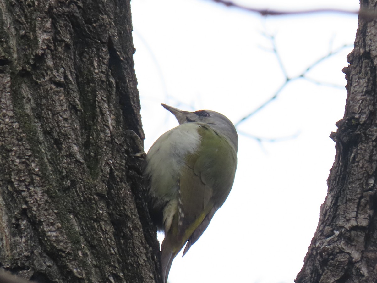 Pic cendré - ML647349482