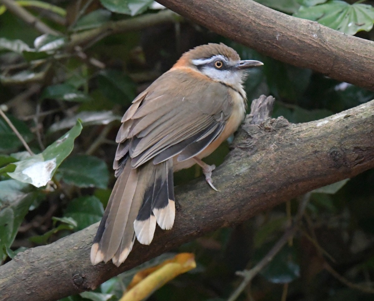 Lesser Necklaced Laughingthrush - ML647349506