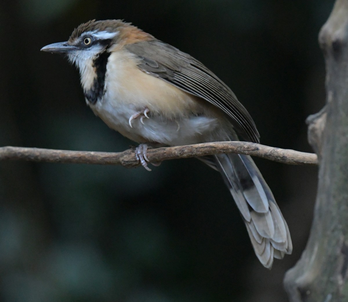 Lesser Necklaced Laughingthrush - ML647349507
