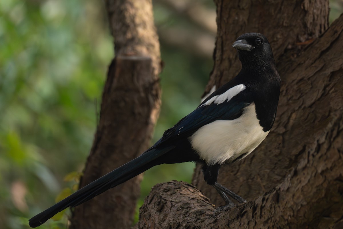 orientskjære - ML647349510