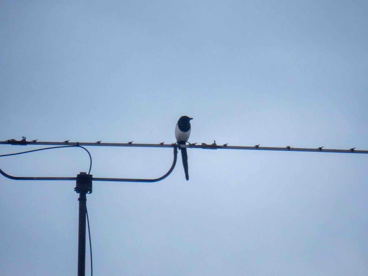 Saksağan - ML647349515