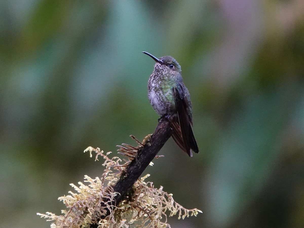 kolibřík kropenatý - ML647349521