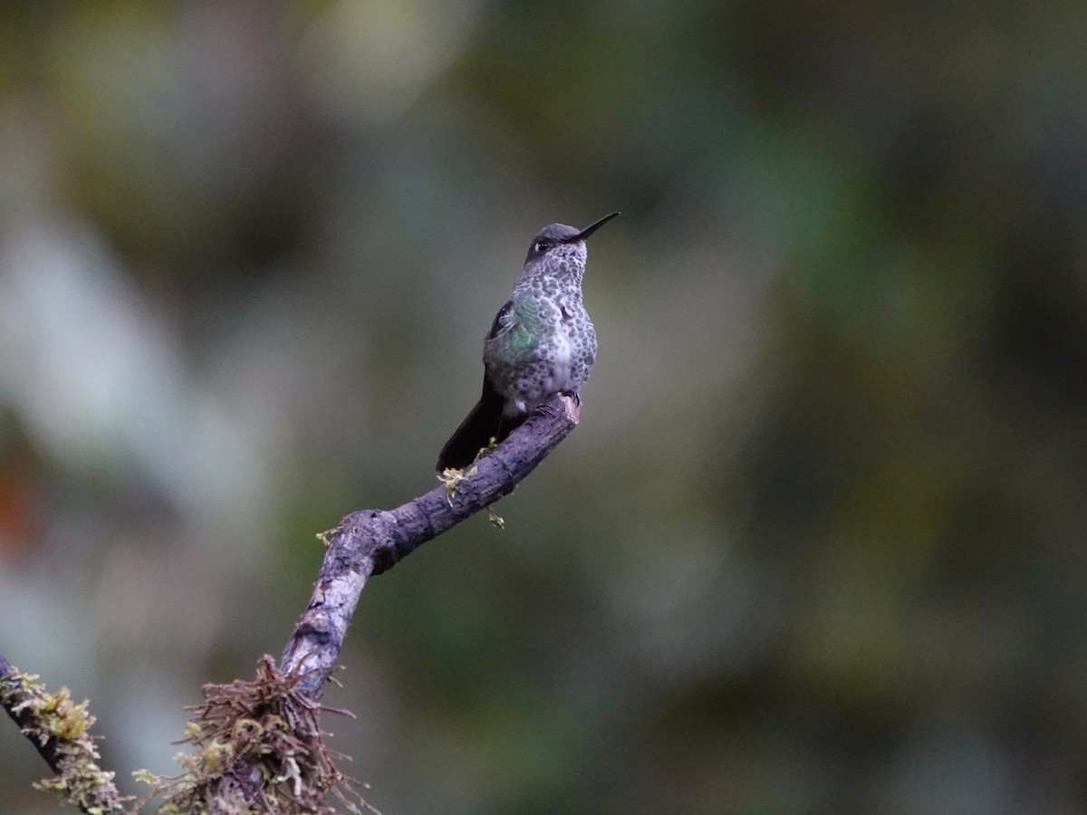 kolibřík kropenatý - ML647349522