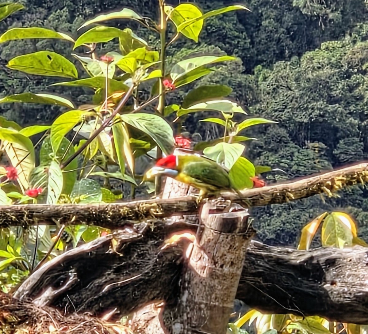 Versicolored Barbet - ML647349523