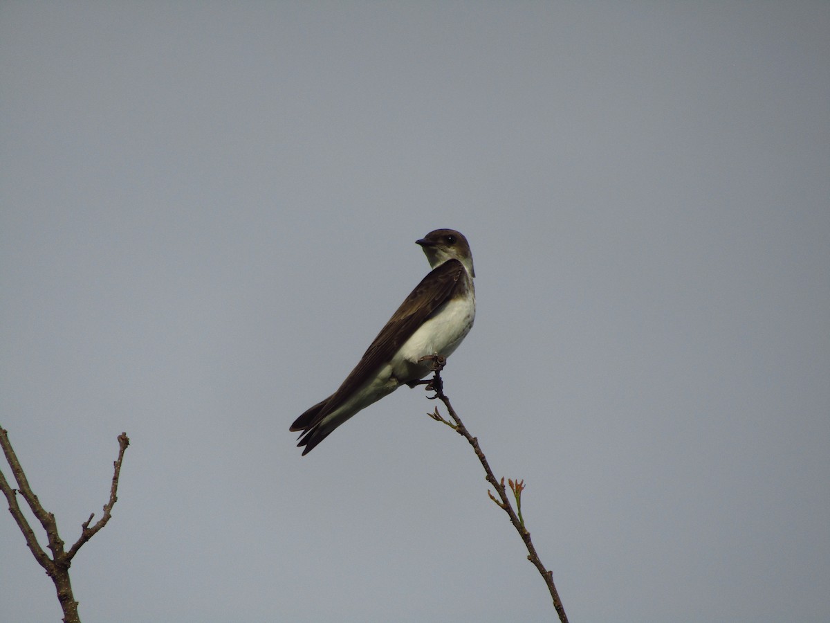 Brown-chested Martin - ML647349526