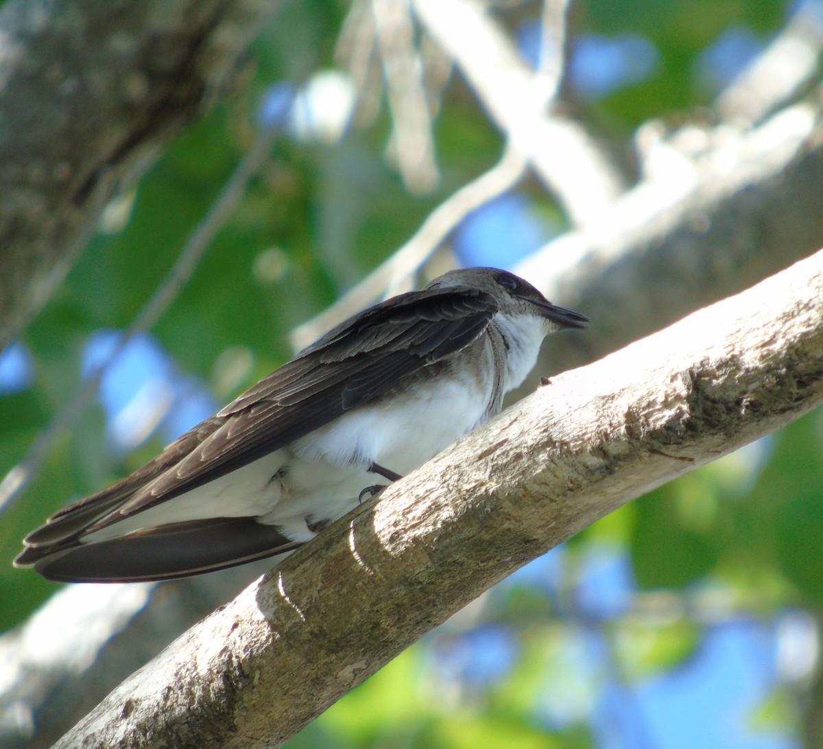 Brown-chested Martin - ML647349532