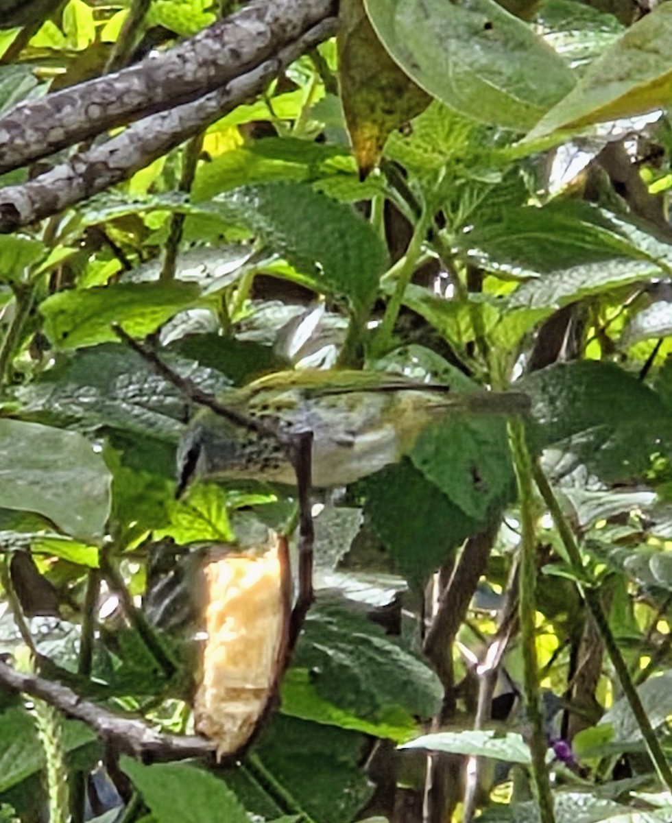 Spotted Tanager - ML647349536