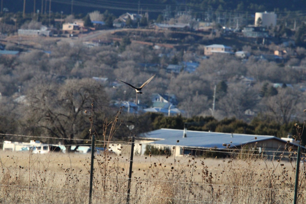 Aguilucho de Hudson - ML647349537