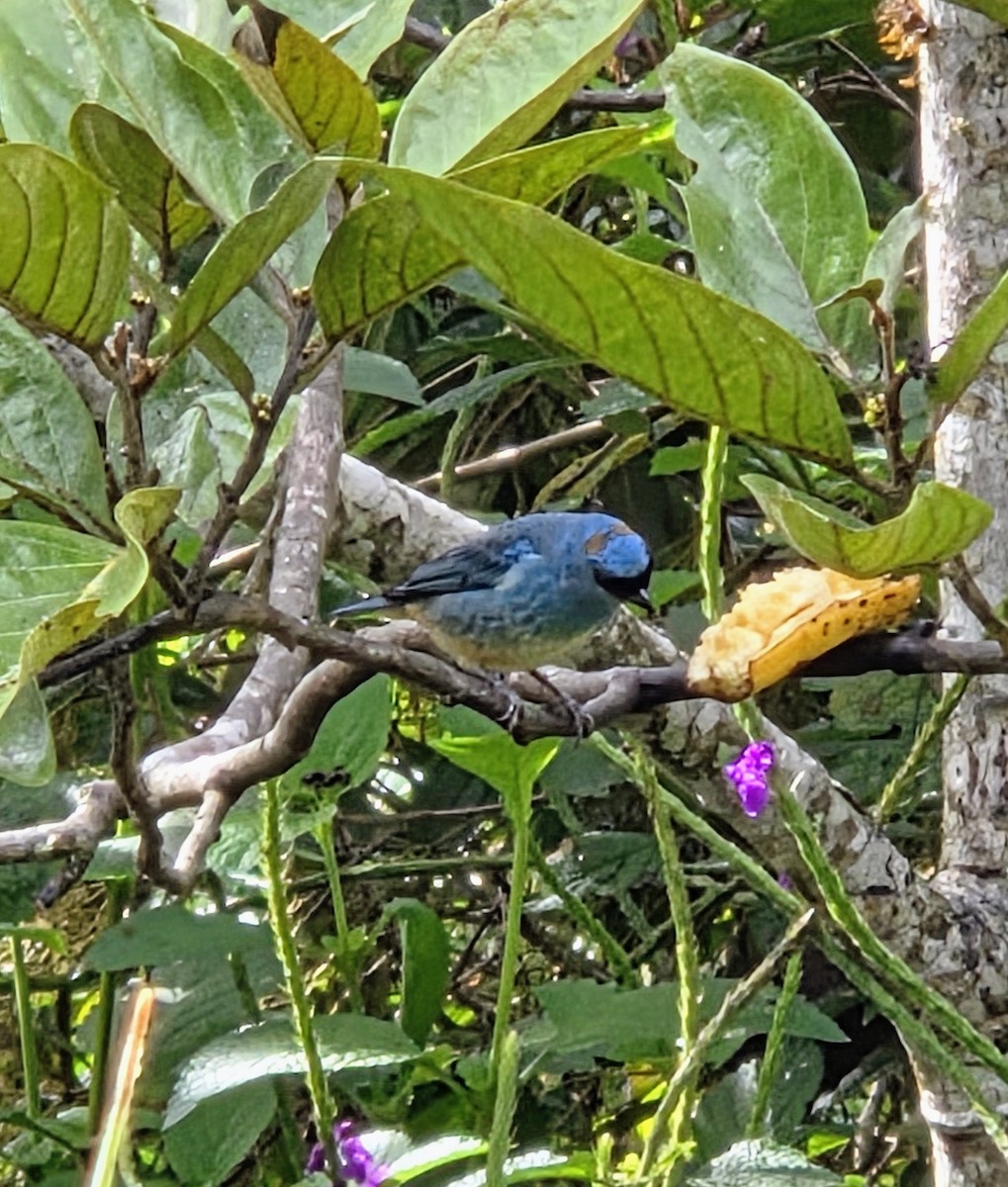 Golden-naped Tanager - ML647349543