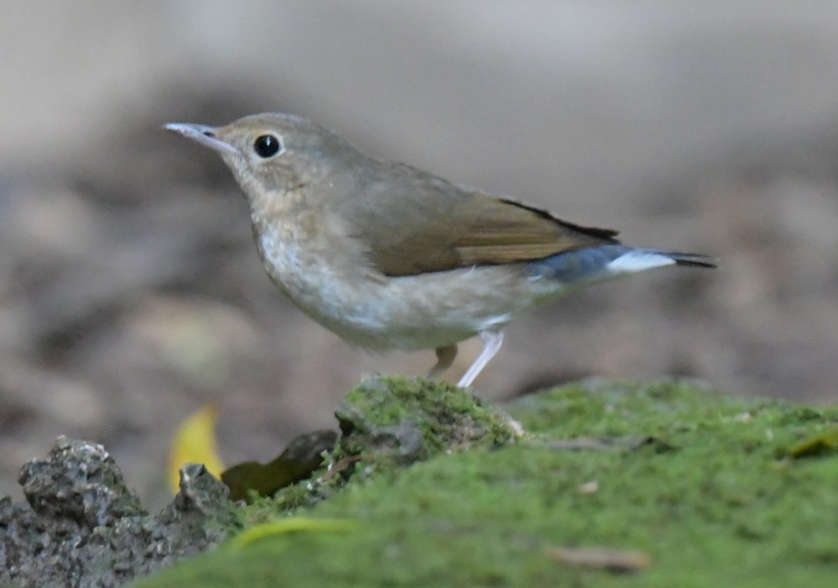 Siberian Blue Robin - ML647349545