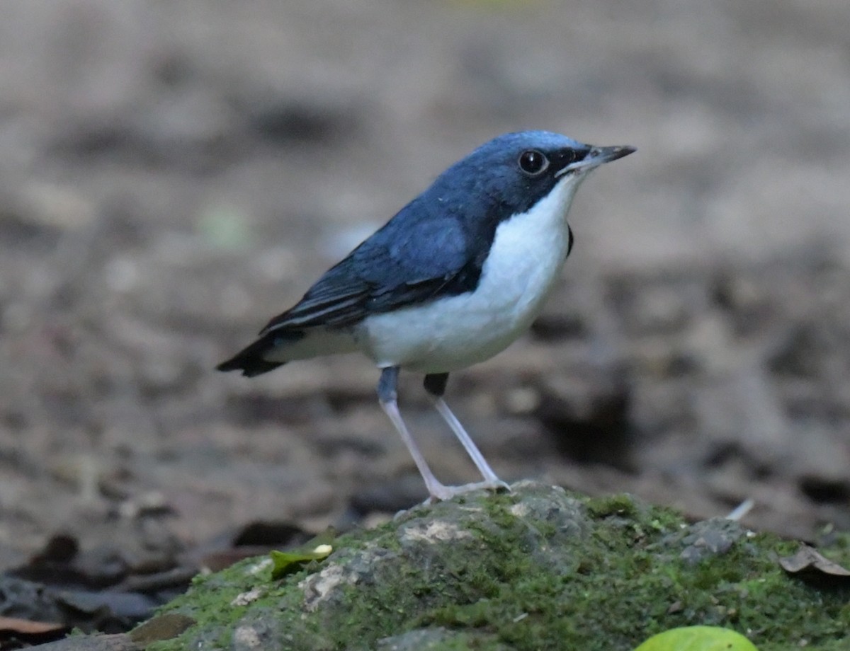 Siberian Blue Robin - ML647349546