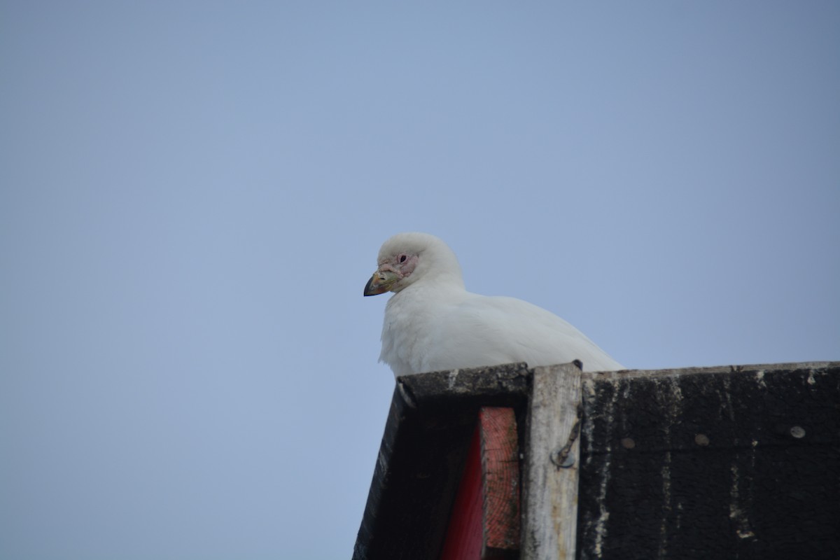 Weißgesicht-Scheidenschnabel - ML647349549